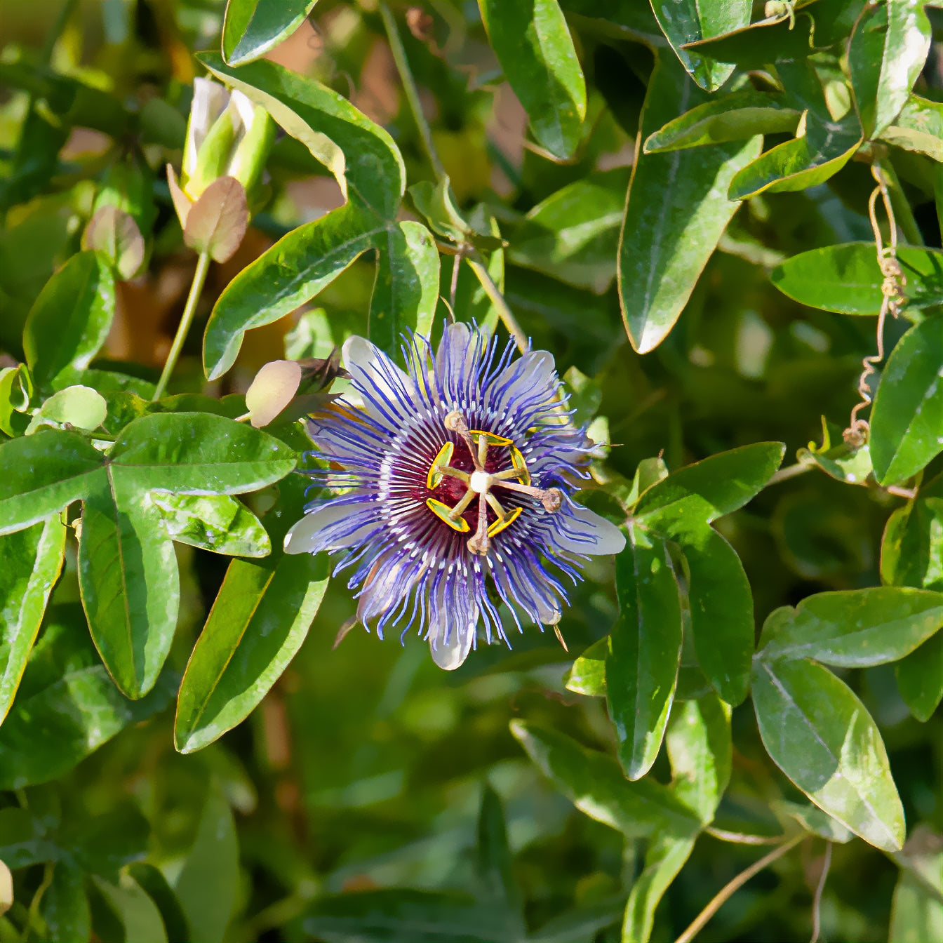 Passiebloem 'Purple Rain' - Passiflora purple rain - Willemse