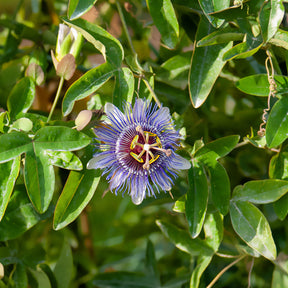 Passiebloem 'Purple Rain' - Passiflora purple rain - Willemse