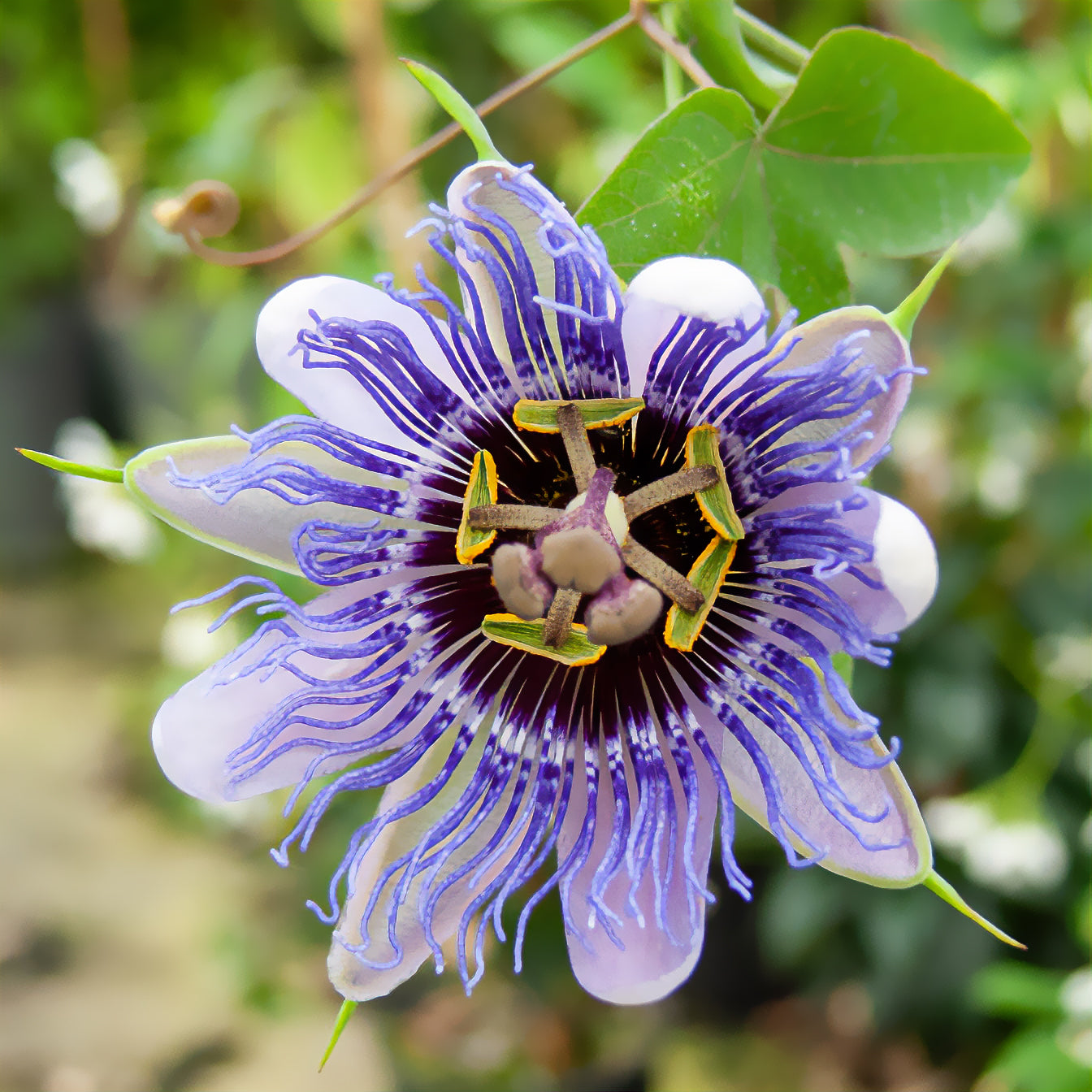 Passiebloem 'Purple Rain' - Willemse