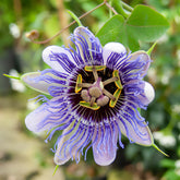Passiebloem 'Purple Rain' - Willemse