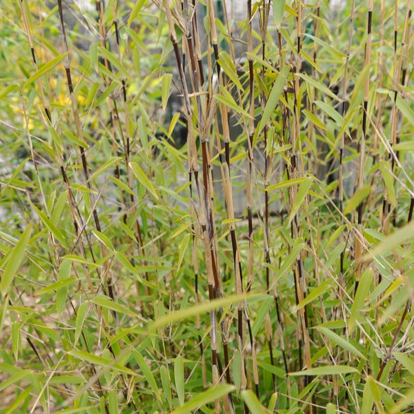 Bamboe 'Volcano' - Willemse