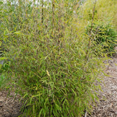 Bamboe 'Volcano' - Fargesia nitida 'volcano' - Willemse