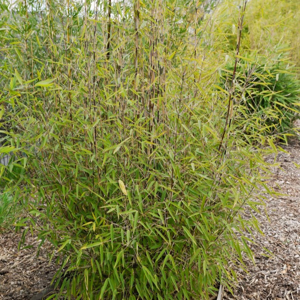 Bamboe 'Volcano' - Fargesia nitida 'volcano' - Willemse
