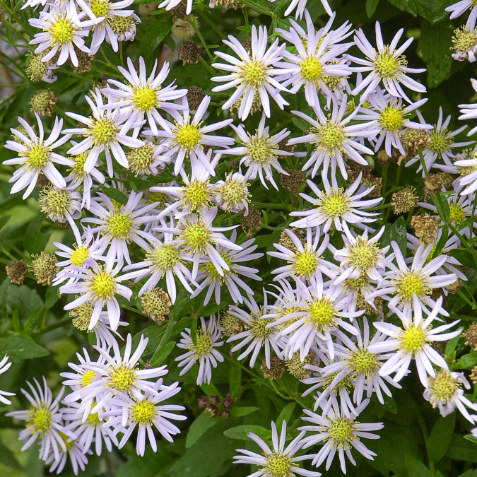 Aster ageratoides Asran - Herfstaster 'Asran' - Aster