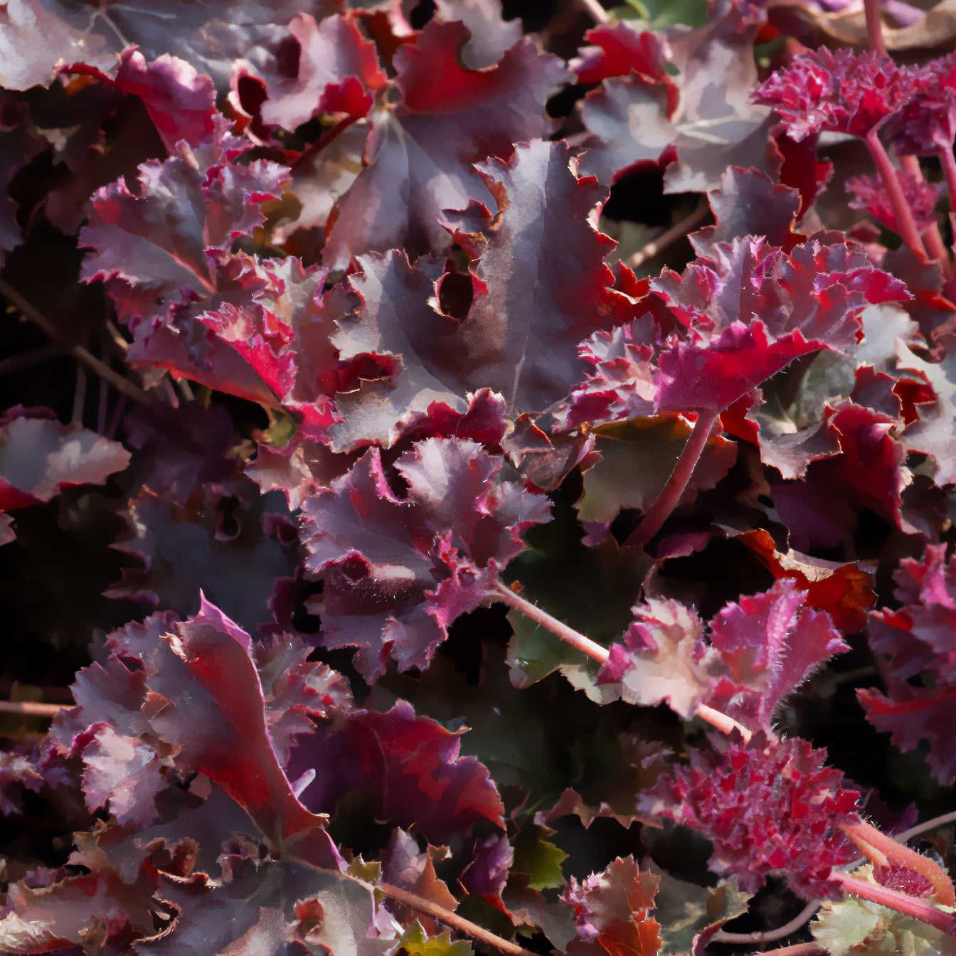 Verkoop Purperklokje 'Chocolate Ruffles' - Heuchera Chocolate Ruffles