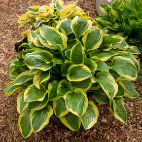 Hartlelie 'Queen Josephine' - Hosta Queen Josephine - Willemse