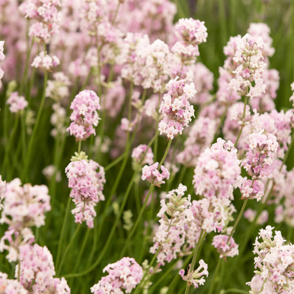 Lavendel 'Rosea' - Lavandula angustifolia rosea - Willemse