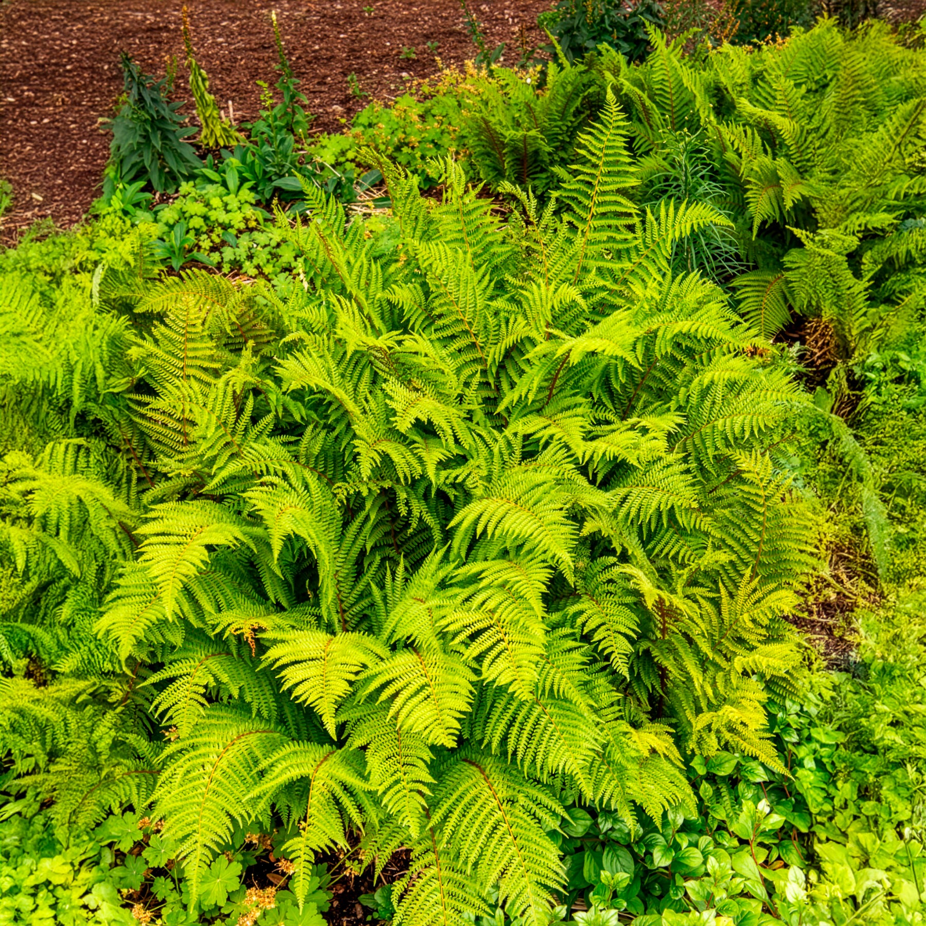 Vaste planten - Zachte naaldvaren 'Herrenhausen' - Polystichum setiferum Herrenhausen