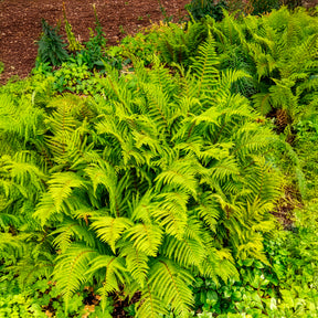 Vaste planten - Zachte naaldvaren 'Herrenhausen' - Polystichum setiferum Herrenhausen