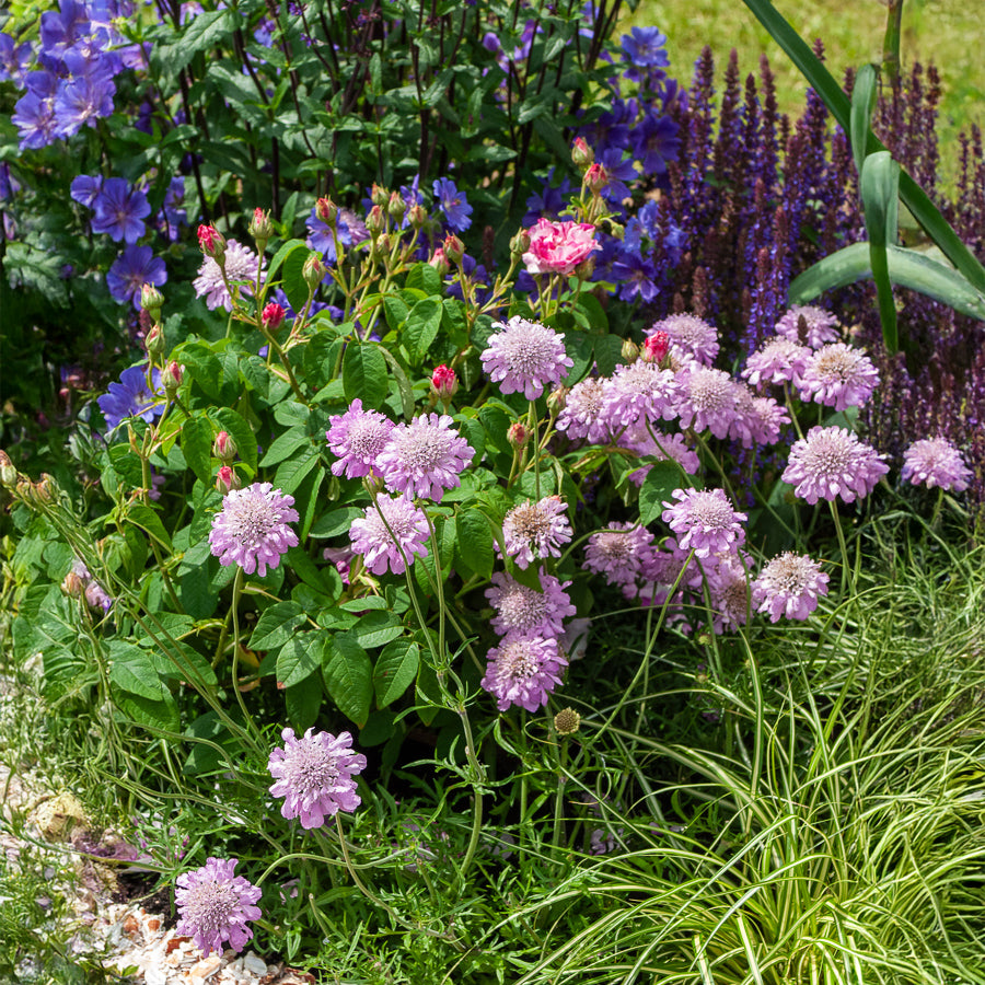 Schurftkruid - Druifkruid 'Pink Mist' - Scabiosa columbaria Pink Mist