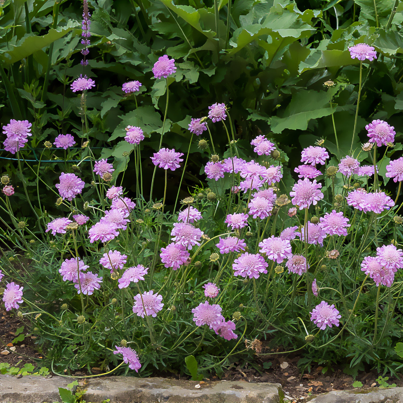 Scabiosa columbaria Pink Mist - Druifkruid 'Pink Mist' - Schurftkruid
