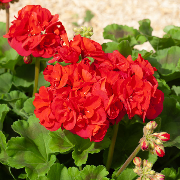 Pelargonium zonale toscana ® - Geranium 'Toscana'® (x3) - Geranium - Pelargonium