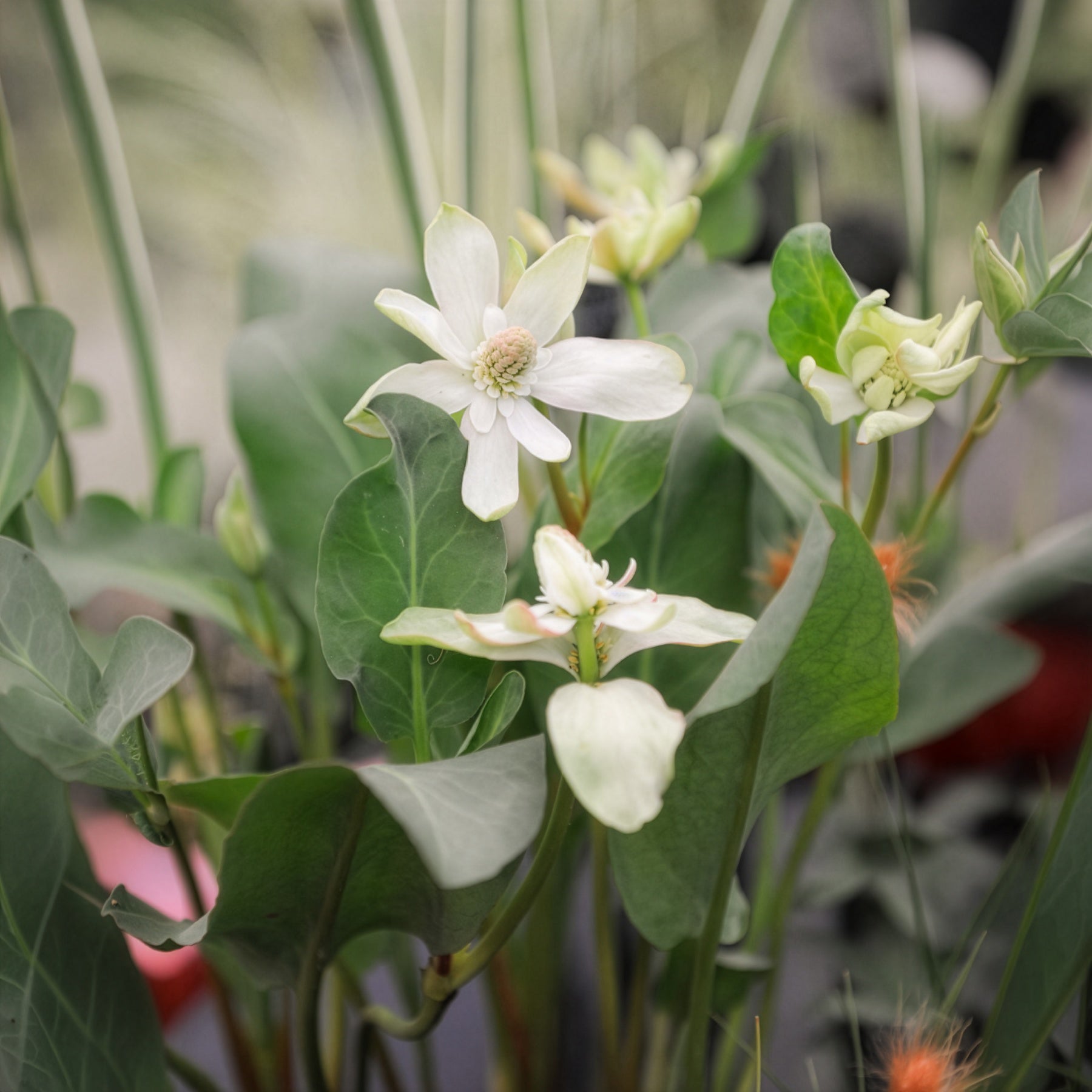 Californische Anemopsis - Alle vijverplanten - Willemse