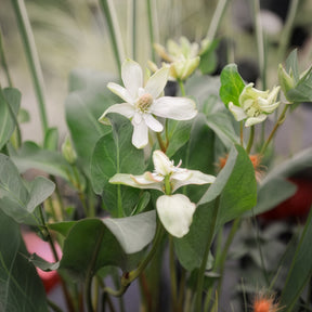 Californische Anemopsis - Alle vijverplanten - Willemse