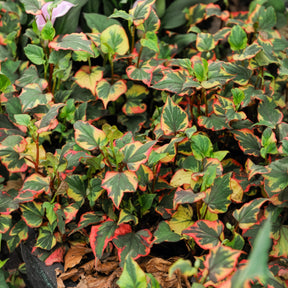 Moerasanemoon 'Chameleon' - Alle vijverplanten - Willemse