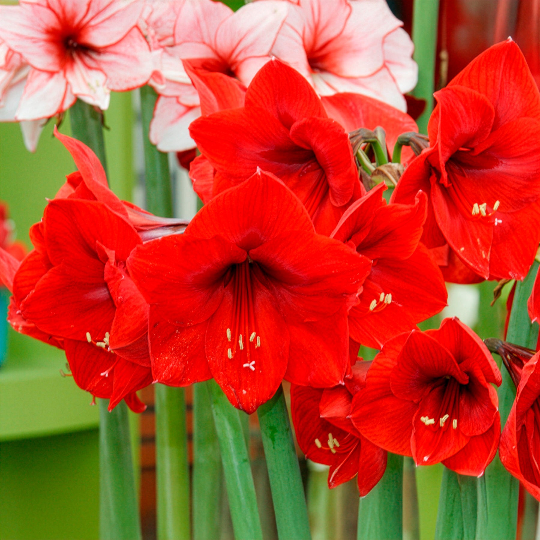 Amaryllis - Amaryllis 'Red Lion' - Amaryllis red lion