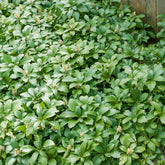 Pachysandra terminalis Green Carpet - Schaduwkruid 'Green Garpet' - Vaste planten