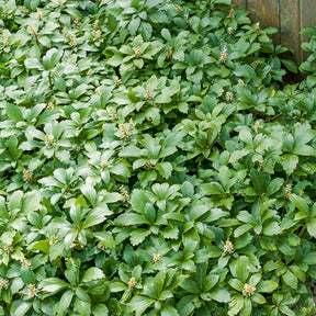 Pachysandra terminalis Green Carpet - Schaduwkruid 'Green Garpet' - Vaste planten