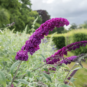 Vlinderstruik 'Royal Red' - Willemse