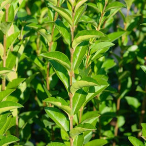 Ligustrum ovalifolium - Haagliguster Ligustrum ovalifolium - Winterhard - Ligusterhagen