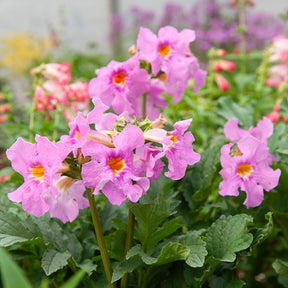 Gloxinia Mix (x4) - Incarvillea delavayi - Willemse