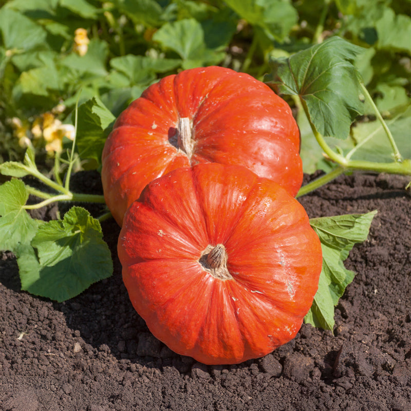Pompoenzaden - Pompoen 'Rode van d'Etampes' - Cucurbita maxima rouge vif d'etampes