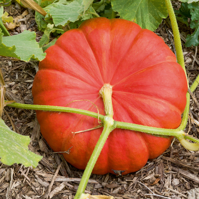 Verkoop Pompoen 'Rode van d'Etampes' - Cucurbita maxima rouge vif d'etampes