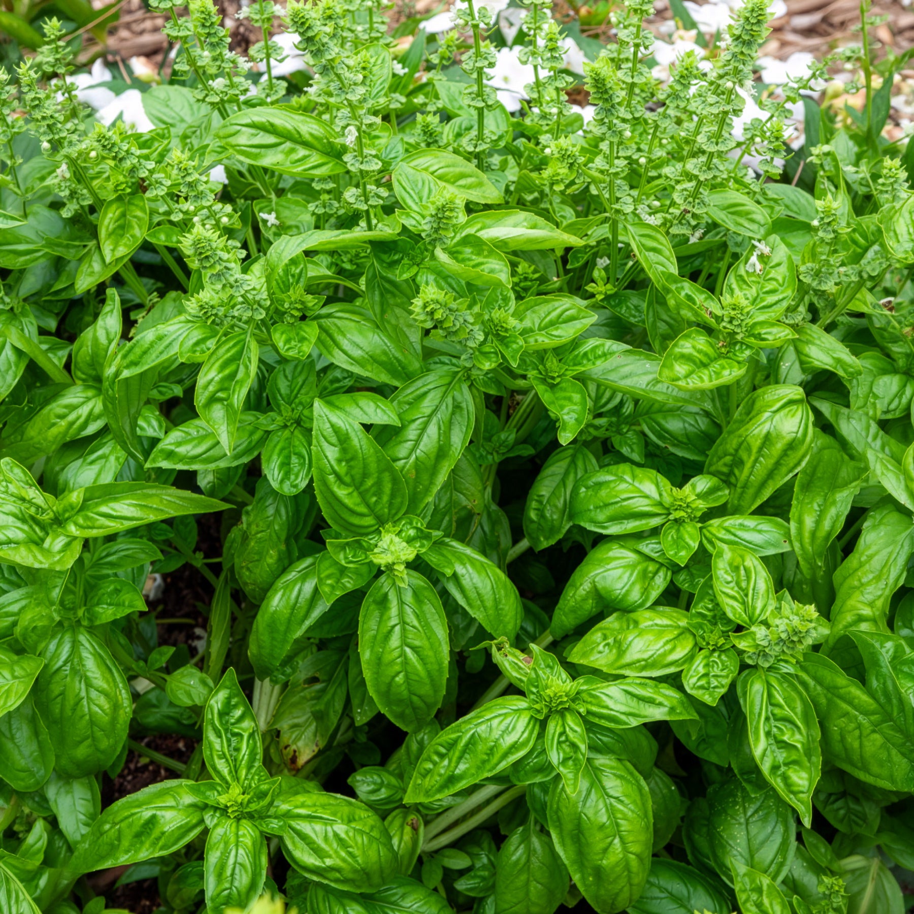 Basilicum 'Italiano Classico'