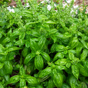 Basilicum 'Italiano Classico'