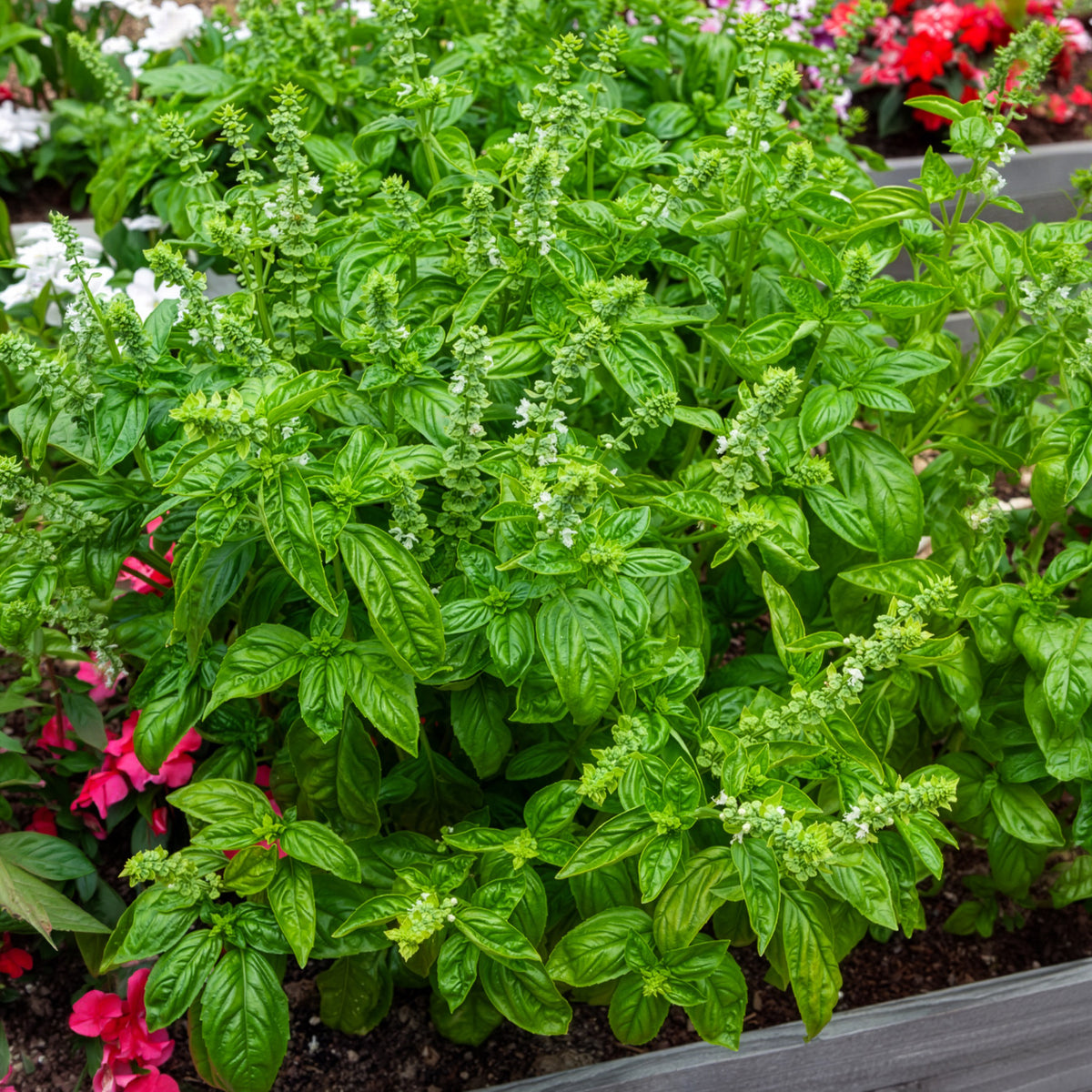 Basilicum 'Italiano Classico' - Ocimum basilicum genovese - Willemse