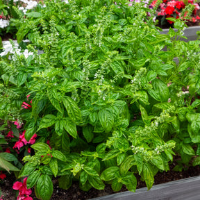 Basilicum 'Italiano Classico' - Ocimum basilicum genovese - Willemse