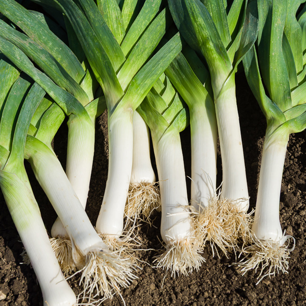 Prei 'Carentan 2' - Willemse