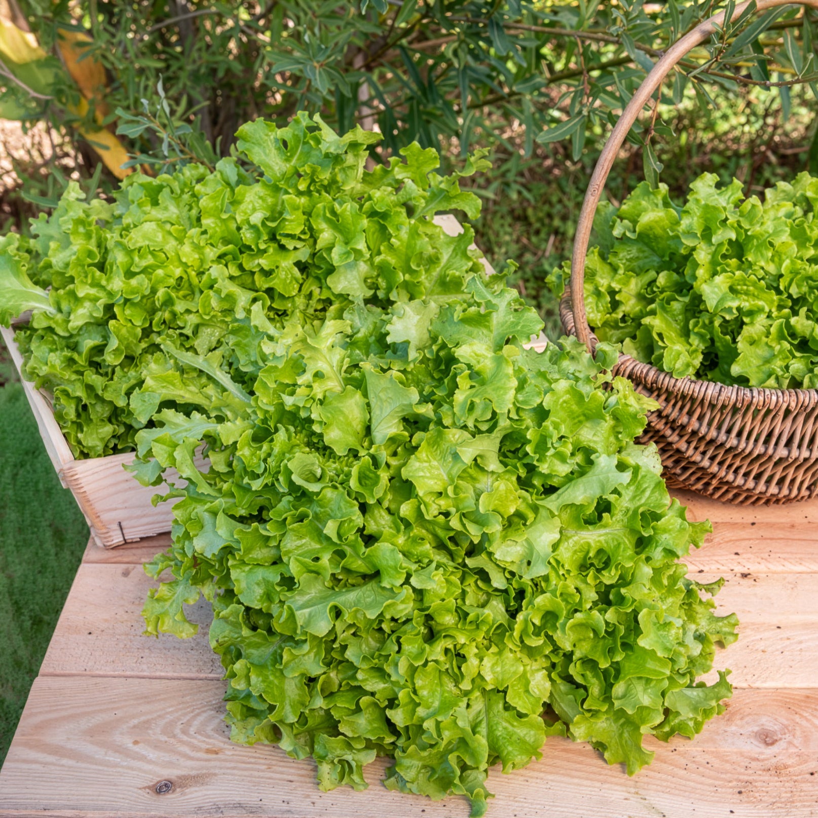 Pluksla 'Salad bowl' - Lactuca salad bowl verte - Willemse