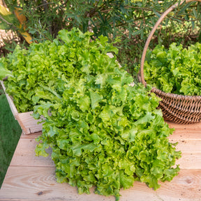 Pluksla 'Salad bowl' - Lactuca salad bowl verte - Willemse