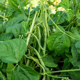 Stamslabonen 'Maxi' - Phaseolus vulgaris maxi - Willemse