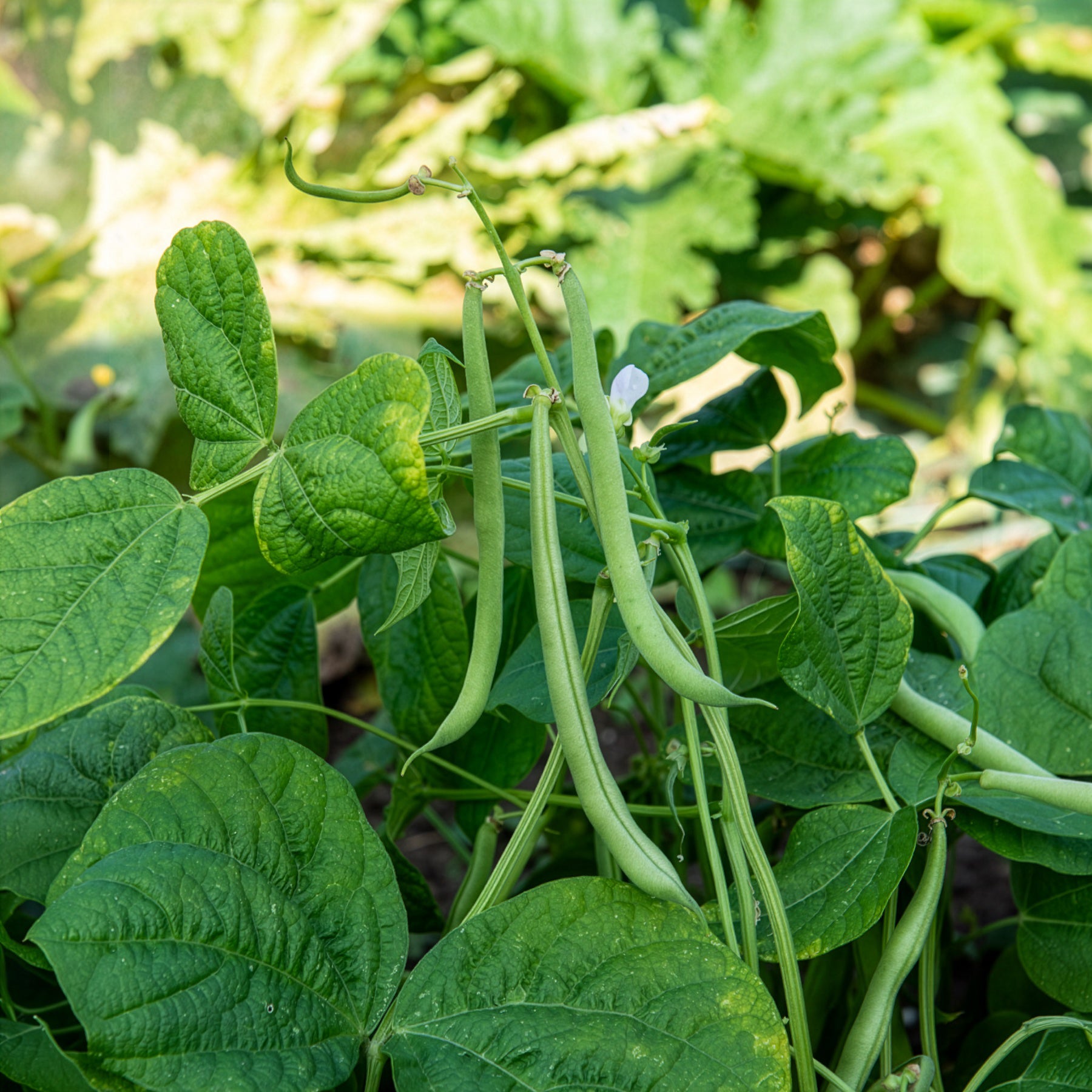 Stamslabonen 'Maxi' - Willemse
