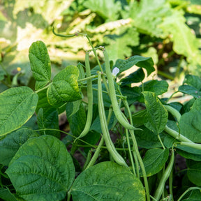 Stamslabonen 'Maxi' - Willemse
