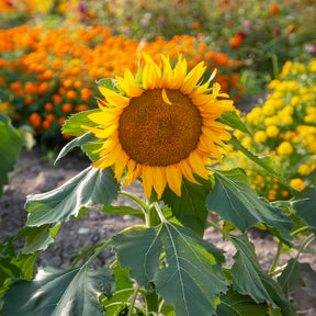 Zonnebloem 'Sunspot'