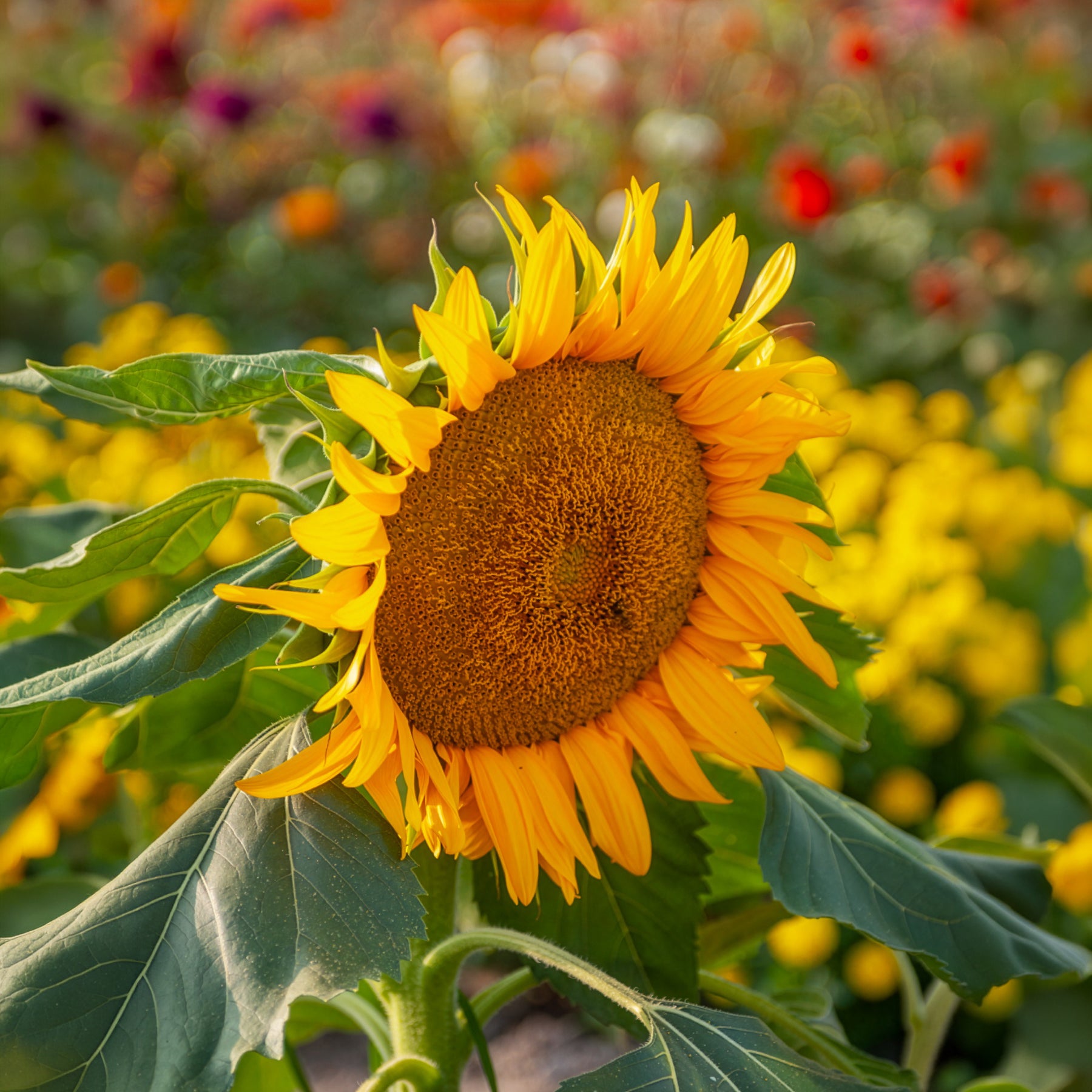 Zonnebloem 'Sunspot'