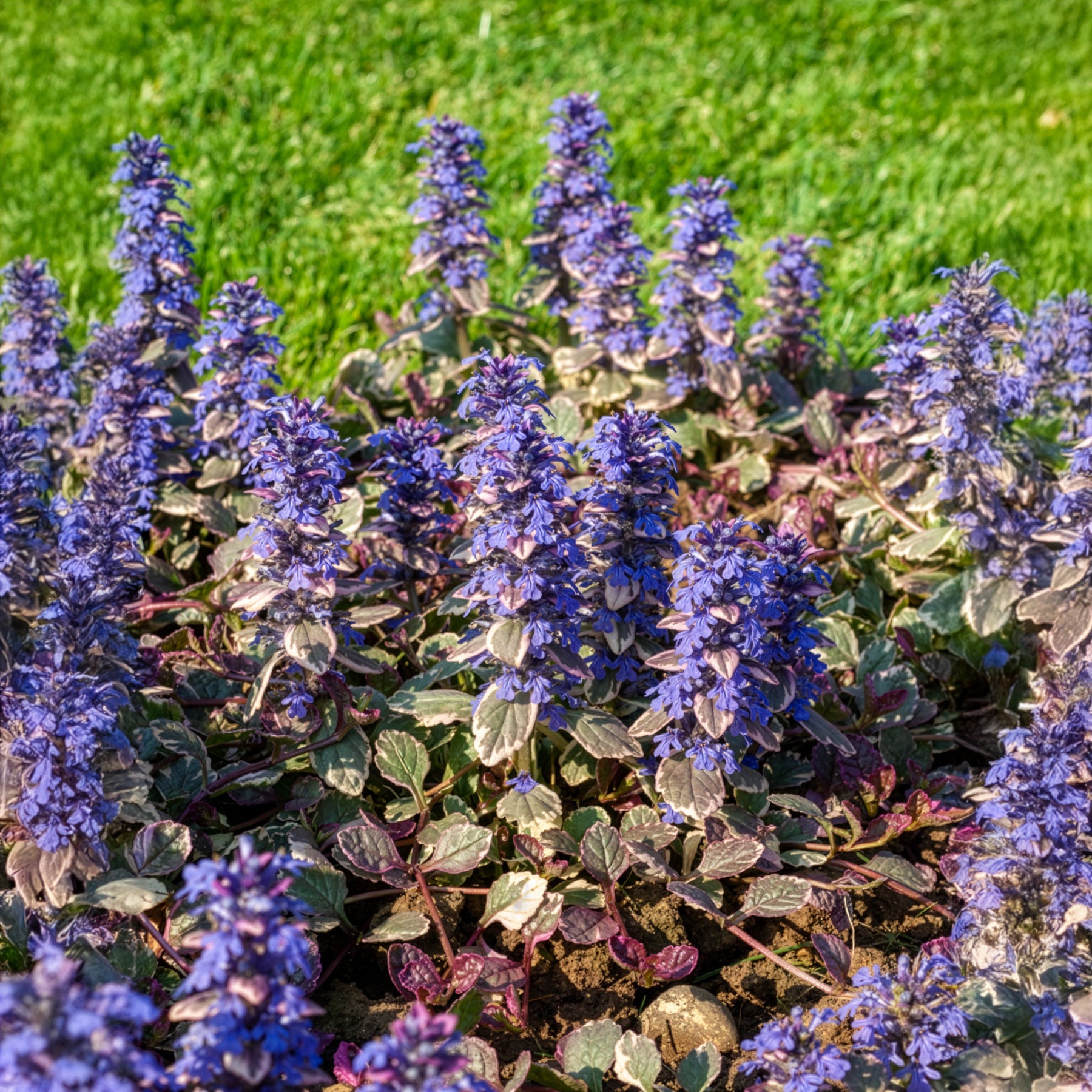 Zenegroen - Kruipend zenegroen Burgundy Glow - Ajuga reptans Burgundy Glow