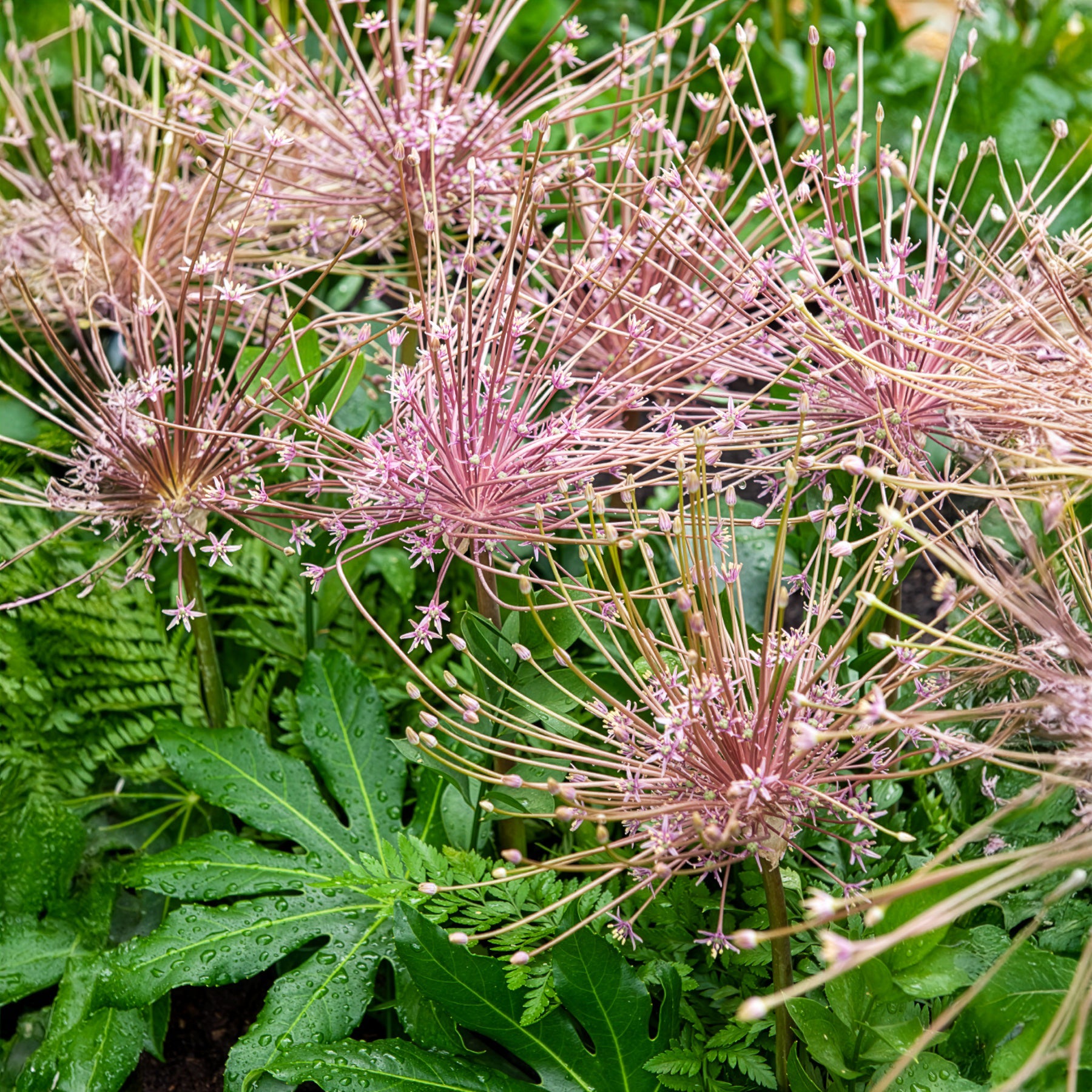 Sierui Allium schubertii (x5) - Allium schubertii - Willemse