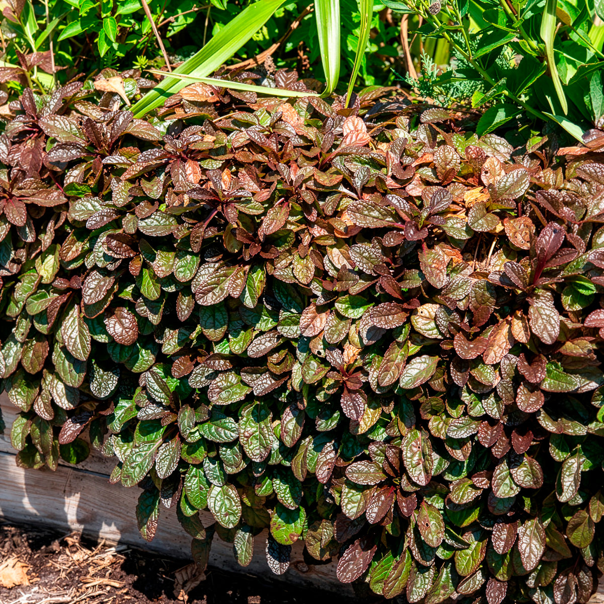 Kruipend zenegroen 'Atropurpurea' - Ajuga reptans Atropurpurea - Willemse