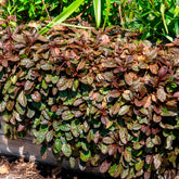 Kruipend zenegroen 'Atropurpurea' - Ajuga reptans Atropurpurea - Willemse