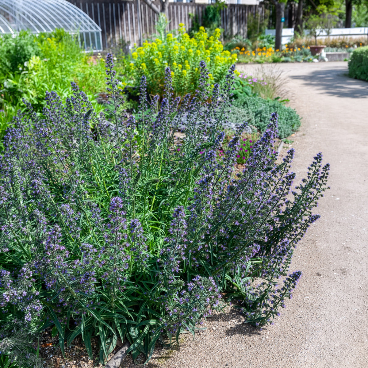 Slangenkruid - Echium vulgare - Willemse