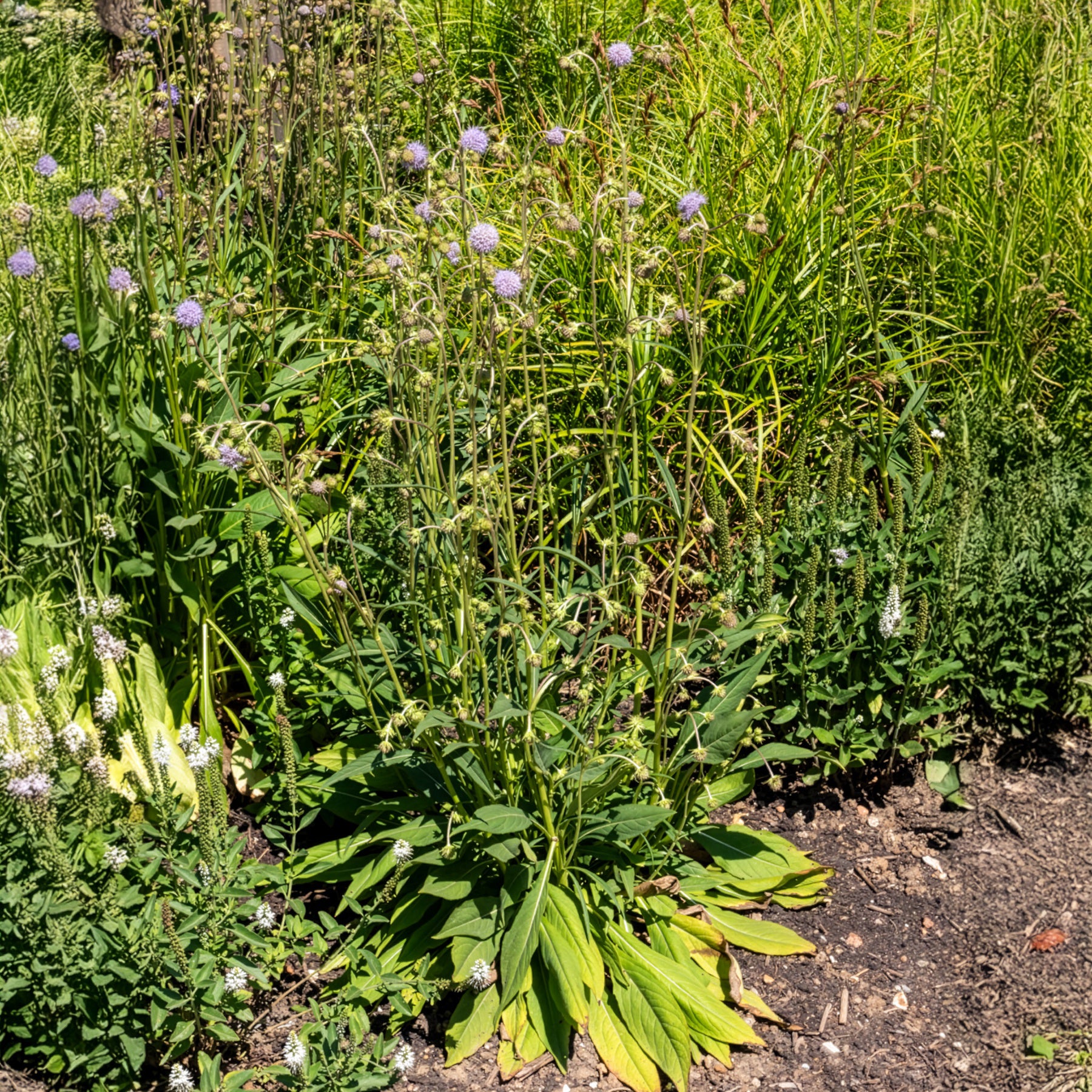Succisa pratensis - Blauwe knoop - Wilde tuinplanten