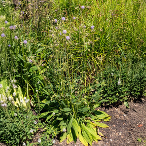 Succisa pratensis - Blauwe knoop - Wilde tuinplanten