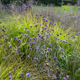 Blauwe knoop - Willemse