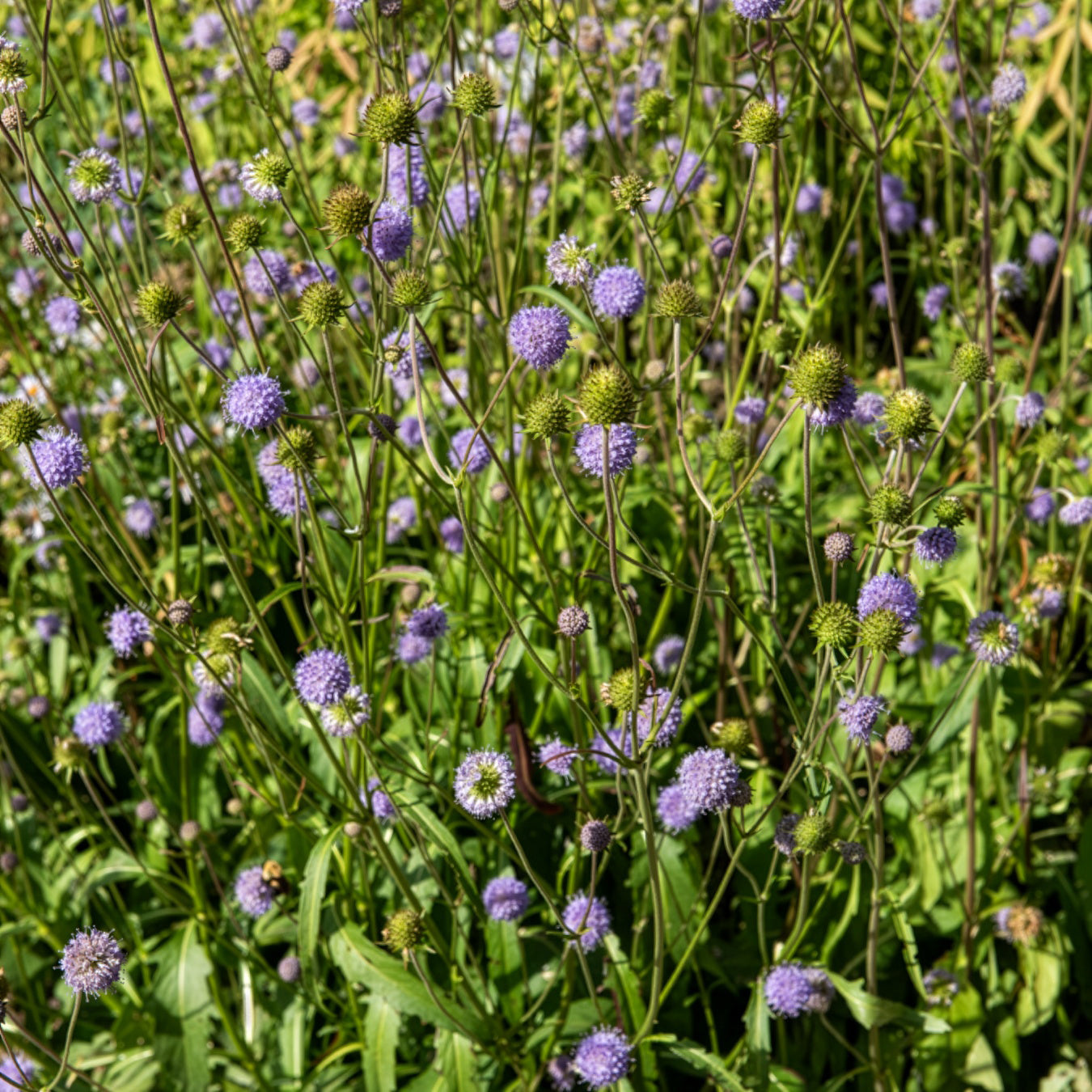Blauwe knoop - Succisa pratensis - Willemse