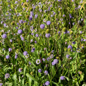 Blauwe knoop - Succisa pratensis - Willemse