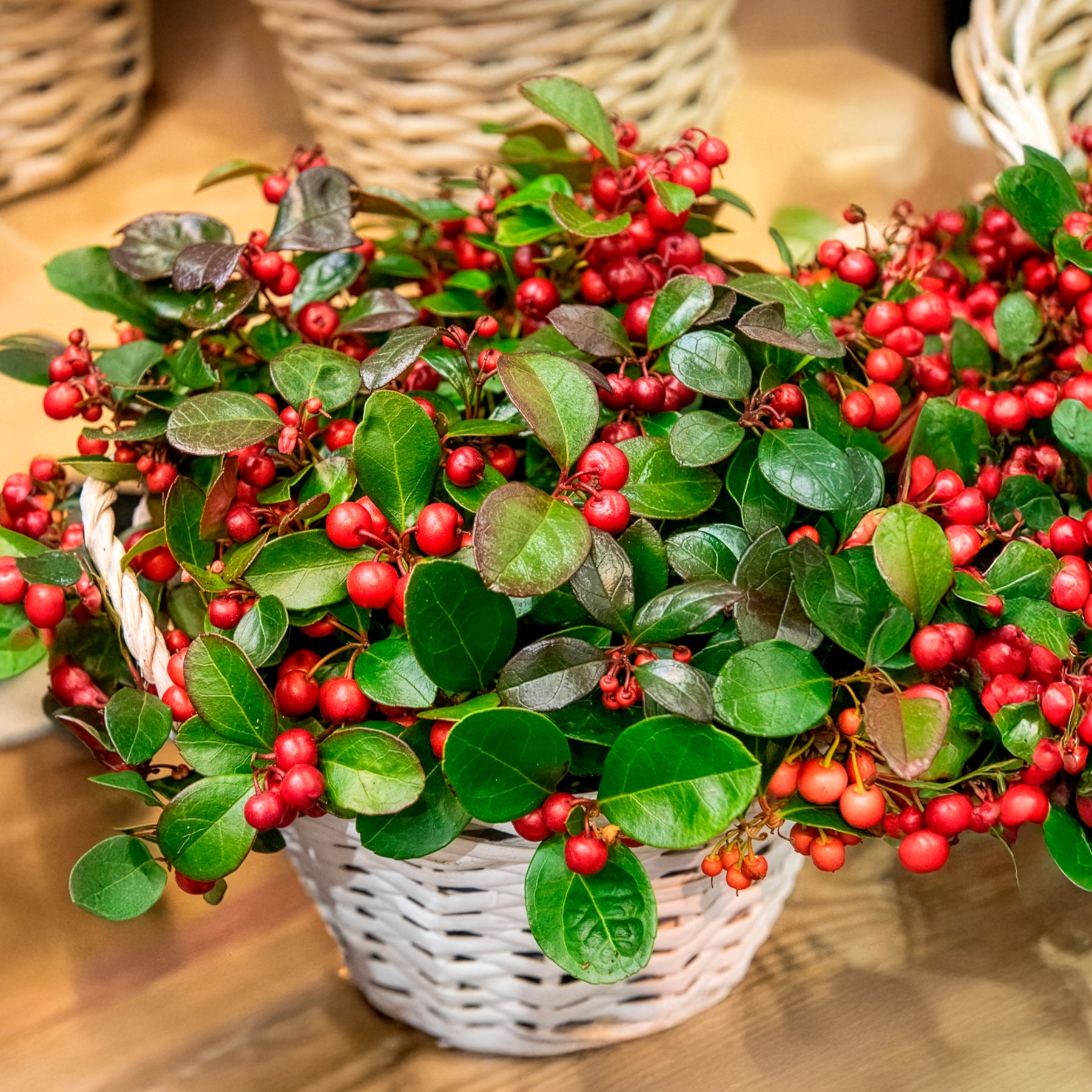 Bloeiende heesters - Bergthee 'Big Berry' - Gaultheria procumbens Big Berry